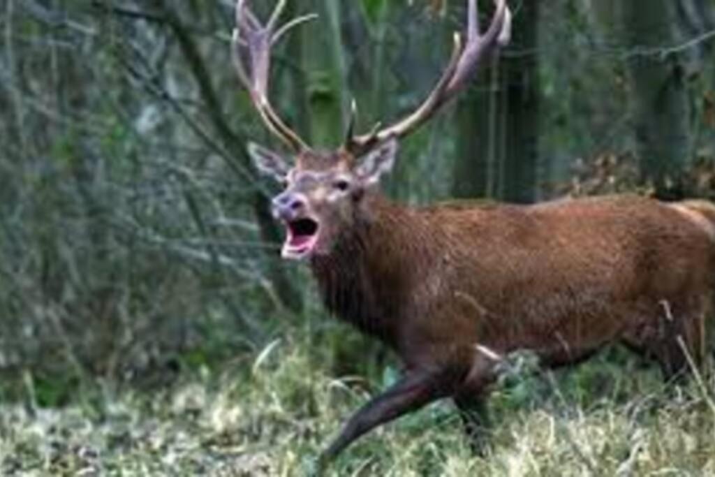 Joli A Murat Proche Du Lioran Cantal *